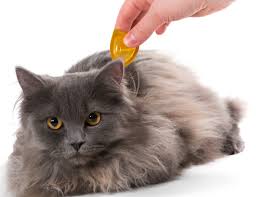 Anti Puce Chat Chat Puces Anti Puce Chat Puce Chaton