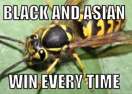 A giant hornet nest is discovered under a chair in an abandoned house. Funny Wasp Memes