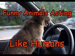 Watch these funny animal videos and try not to laugh or grin. Funny Animals Acting Like Humans Compilation Hd 2017 Newest Youtube