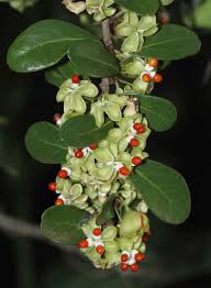 Image result for Gymnosporia glaucophylla