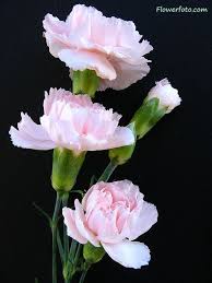 Carnation Flower Bunga Tulip Anyelir Bunga