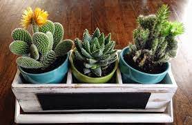 A cactus shouldn't be watered on schedule. How Often To Water Cactus Indoors Tips To Keep Them Alive Indoor Cactus Plants Types Of Cactus Plants Cactus Plants