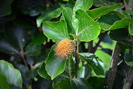 For foragers, beechnuts a fall goldmine of healthy calories. Column Gold Beech Fagus Sylvatica Tree Fruit Pikist