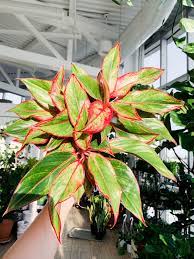 Sort through a large collection of basil seeds from around the world that are ideal for consumption or growing plants that look great in a flower garden available at burpee. Aglaonema Red Siam Chinese Evergreen Botaniful