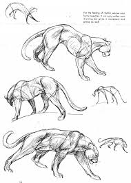 La Puissance A L Etat Pur Feline Anatomy Animal Drawings Animal Sketches
