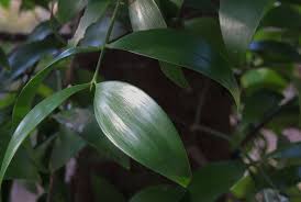 ナギ 庭木図鑑 植木ペディア