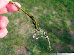 Le Bouturage Dans L Eau