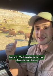 La historia del bisonte estadounidense en Yellowstone