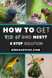 How To Get Rid Of Bird Nest Birds Advice Bird Nest Bird Bird Species