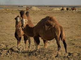 It is a critically endangered species of camel living in parts of northern it is a hybrid between a bactrian camel (camelus bactrianus) and dromedary (camelus dromedarius). The Best Camels Come From Kazakhstan Where Crossbreeding Is King The Independent The Independent