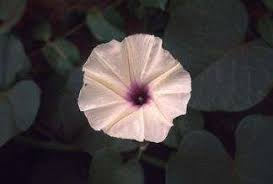 Image result for Astripomoea hyoscyamoides