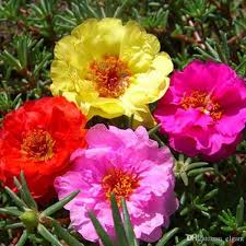 Buy Portulaca 9 O Clock Any Color Plant Online From Nurserylive At Lowest Price Flower Seeds Online Flower Seeds Portulaca Flowers