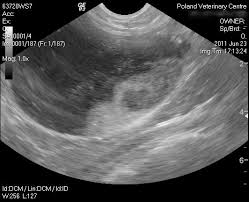 Poland Veterinary Centre Poland Ohio Ultrasound