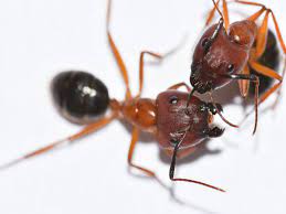 Pest control london ontario brings you compelling treatment plants which are made to keep bugs from devastating and attacking your home environment. Carpenter Ants Get Their Name Because They Excavate Wood In Order To Build Their Nests Description From Pestworld Org I S Carpenter Ant Ant Infestation Pests