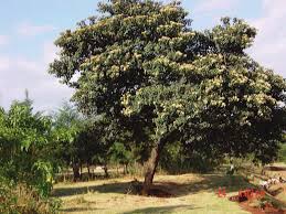 Image result for Cordia africana