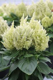 Kelos Beekenkamp Plants In 2020 Plants Colorful Plants Outdoor Plants