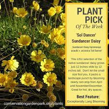 The Most Under Used Perennial In Utah And The West Is The Sundancer Daisy Blooming Nearly Non Stop From April Water Wise Landscaping Landscape Best Perennials