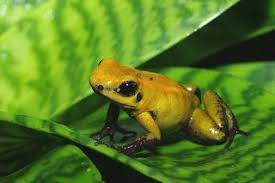 Golden Poison Dart Frog Phyllobates Terribilis Frog Poison Arrow Frog Cute Frogs