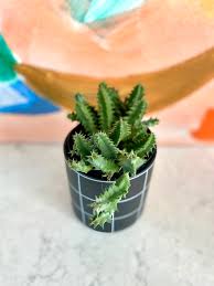 Image result for Huernia zebrina