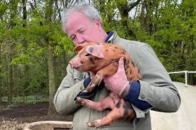 Jeremy Clarkson in clever business move that could make him a fortune after  pet pig Richard Ham becomes a star