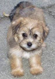 5 miles 10 miles 25 miles 50 miles 100 miles 200 miles 500 miles. 8 Puppy Poochies Ideas Puppies Animals Pomeranian Puppy