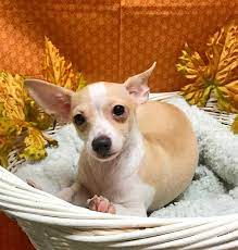 Gizmo Allpetsclub Wallingford Ct Adopt Puppies Puppies French Bulldog Animals
