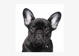 French bulldog puppy world, cute & funny puppies videos #funnyvideos #dogvideos #funnyanimals #funnypets #frenchies #frenchbulldogs #frenchbully#bulldogs. French Bulldog Black Perro Bulldog Frances Negro Png Image Transparent Png Free Download On Seekpng