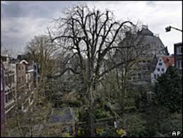 La casa de ana frank, en holandés anne frank huis, es un emocionante museo que catapulta al visitante en la desesperación de los años de la segunda guerra mundial. El Viento Derriba El Arbol Que Inspiro A Ana Frank Bbc News Mundo