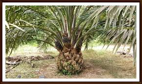 Nilai 1 tumbak berapa meter. 1 Ekar Berapa Pokok Sawit Rm60 X 2 47 Ekar Rm148 20