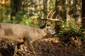 Exclusive 2017 Southern Whitetail Deer Hunting Rut Predictions