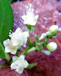 Image result for Chrysobalanus icaco