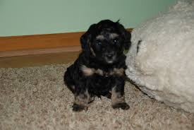 These miniature labradoodle puppies are a designer breed & are a cross between a labrador retriever & a miniature poodle. Cute Puppy Black Labradoodle Cuteanimals