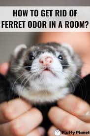 We did not find results for: Pin On Ferrets