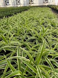 Image result for Chlorophytum lancifolium