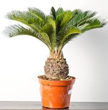 Check spelling or type a new query. 34 Poisonous Houseplants For Dogs Plants Toxic To Dogs Balcony Garden Web