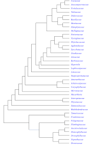 Image result for Hypertelis bowkeriana