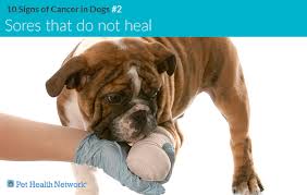 The usual clinical signs of intestinal cancer are weight loss, loss of appetite, vomiting, diarrhea and blood in vomit or feces. 10 Signs Of Cancer In Dogs