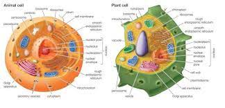 Maybe you would like to learn more about one of these? Cell Organelles Found In Both Plant Cell And Animal Cell And Details