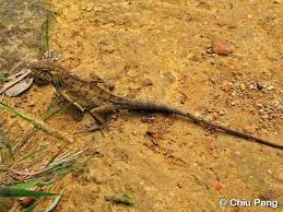 If you see an injured bird, you of course want to help it out; Reptile Of Hong Kong