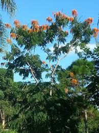 Image result for Colvillea