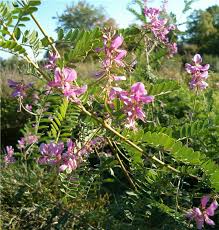 Image result for Indigofera monantha