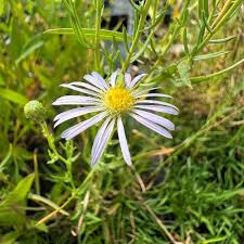 Image result for Aster chimanimaniensis