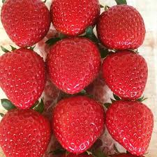 Maybe you would like to learn more about one of these? Japanese Strawberry Farm In Laos Gambar Facebook