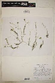 Image result for Callitriche oreophila