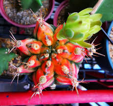 A significant number of cacti plants have a unique sculptural quality to them. Phoenix Cactus Flowering Gymnocalycium T3115 From Facebook