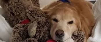 So if your dog has lymphoma, and you don't treat with chemo, you would expect to have one month more with your dog. One Family S Journey With T Zone Lymphoma Morris Animal Foundation