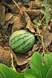 How long are watermelon vines. Watermelon Wikipedia