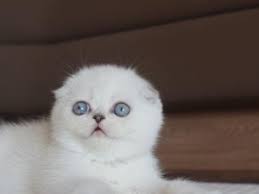 Ucretsiz Scottish Fold