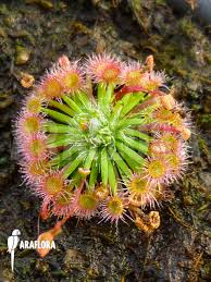 Image result for Nesaea pygmaea