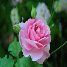 Check out this beautiful photo of red and pink combined flower. Pink Rose Plant Givemeplants
